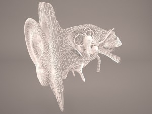 ear anatomy 3D 모델