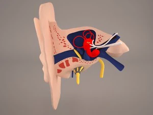 ear anatomy 3D Model