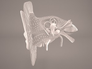 ear anatomy 3D 모델