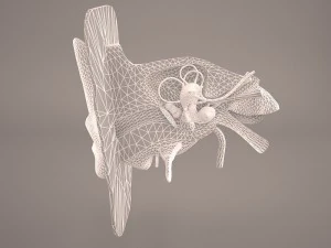 ear anatomy 3D Model
