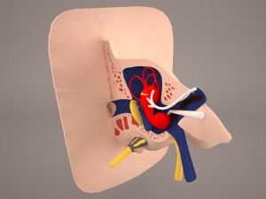 ear anatomy 3D 모델