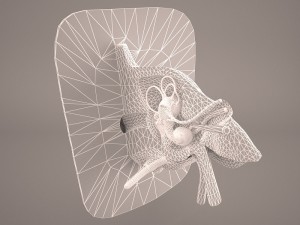 ear anatomy 3D 모델