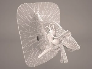 ear anatomy 3D Model