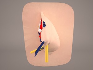 ear anatomy 3D 모델