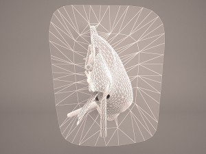 ear anatomy 3D 모델