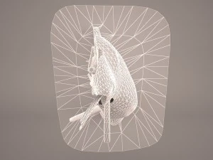 ear anatomy 3D Model