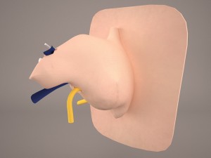ear anatomy 3D 모델