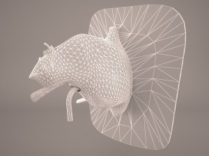 ear anatomy 3D 모델