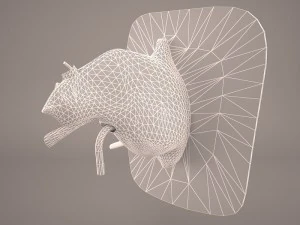 ear anatomy 3D Model
