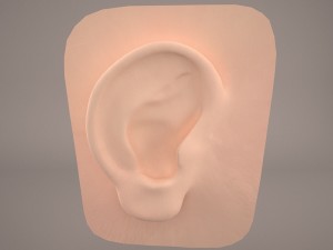 ear anatomy 3D 모델