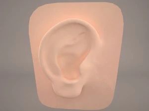 ear anatomy 3D Model