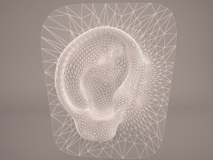 ear anatomy 3D 모델