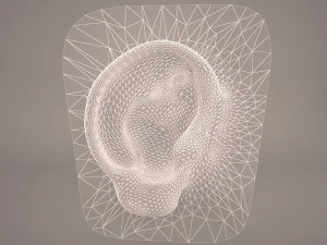 ear anatomy 3D Model
