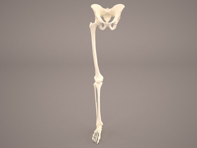 human male lower body skeleton 3D Модель .c4d .max .obj .3ds .fbx .stl .blend 