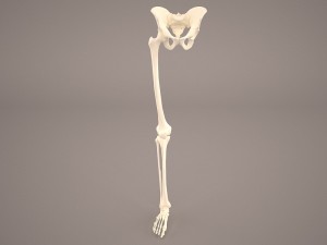 human male lower body skeleton 3D Model