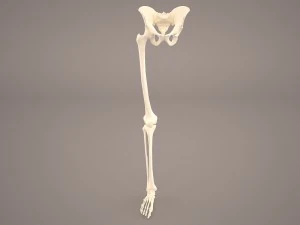 scheletro della parte inferiore del corpo maschile umano Modello 3D