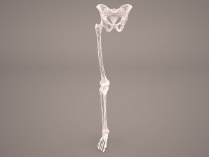 human male lower body skeleton 3D Модель