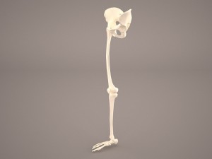 human male lower body skeleton 3D Модель