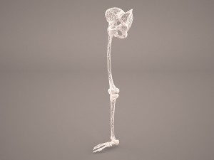 human male lower body skeleton 3D Модель
