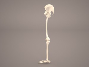 human male lower body skeleton 3D Модель