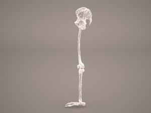 human male lower body skeleton 3D Модель