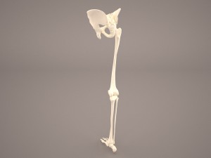 human male lower body skeleton 3D Модель
