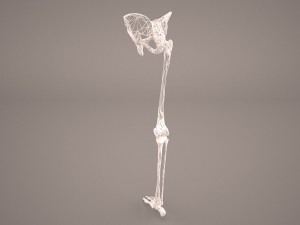 human male lower body skeleton 3D Модель