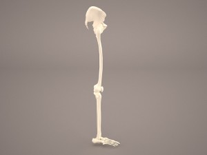 human male lower body skeleton 3D Модель