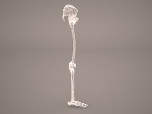human male lower body skeleton 3D Модель