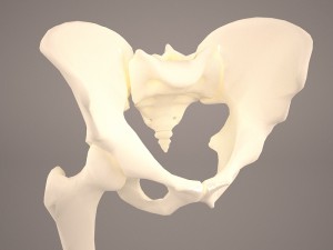 human male lower body skeleton 3D Модель
