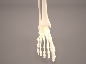 human male lower body skeleton 3D Модель
