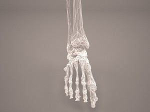 human male lower body skeleton 3D Модель