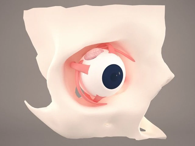 anatom&iacute;a del ojo Modelo 3D .c4d .max .obj .3ds .fbx .stl .blend 