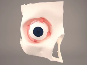 anatom&iacute;a del ojo Modelo 3D