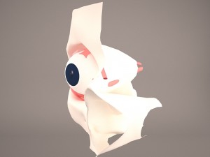 eye anatomy Model 3D