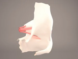 anatom&iacute;a del ojo Modelo 3D