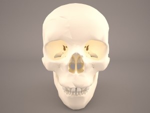 skull 3D Модель