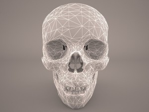 skull 3D Model