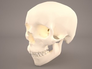 skull 3D Model
