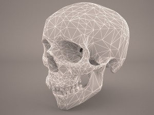 skull 3D Model