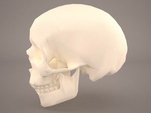 skull 3D Model