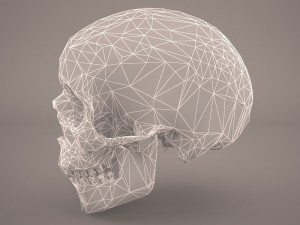 skull 3D Model