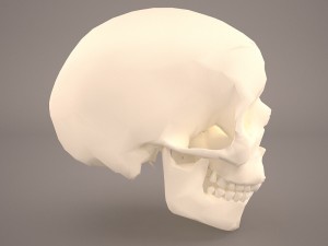 skull 3D Model