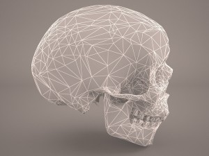 skull 3D Model