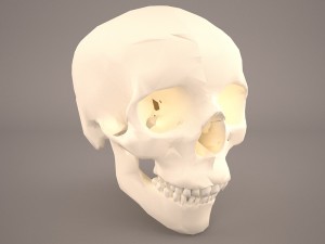 skull 3D Model