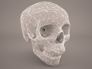 skull 3D Model