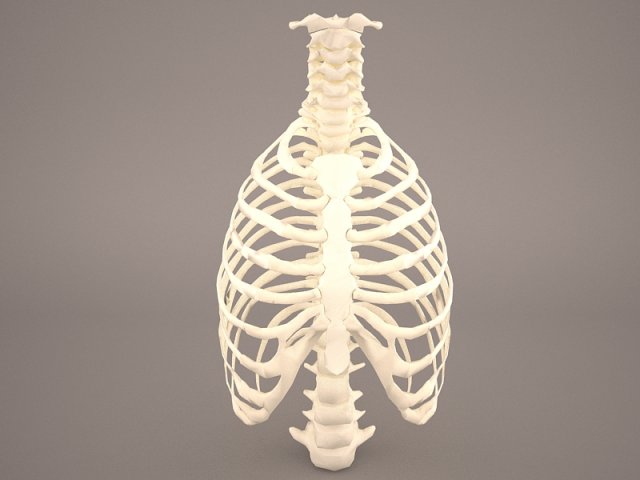 ribcage 3D मॉडल .c4d .max .obj .3ds .fbx .stl .blend 