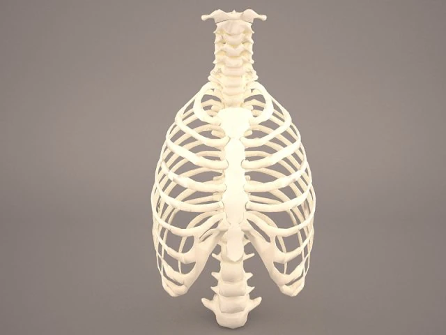 ribcage 3D Model .c4d .max .obj .3ds .fbx .stl .blend 