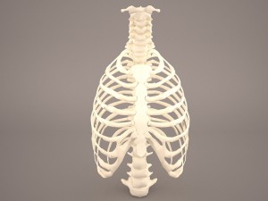 ribcage 3D Model