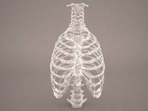 ribcage 3D मॉडल
